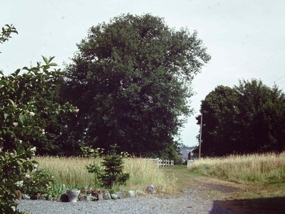 Le Chêne du Fourneau