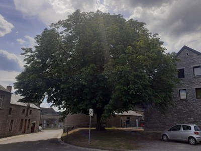 Arbre de la Dynastie