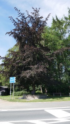 Arbre de la Liberté