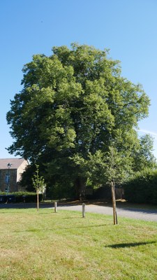 Arbre du 75e anniversaire de l’indépendance belge