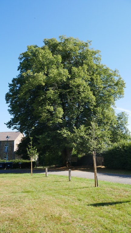 Arbre du 75e anniversaire de l’indépendance belge