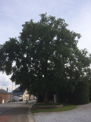 Arbre du centenaire