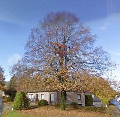 Arbre du Centenaire