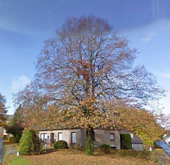 Arbre du Centenaire