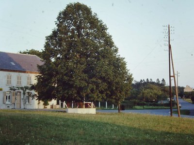 L'Arbre du Centenaire